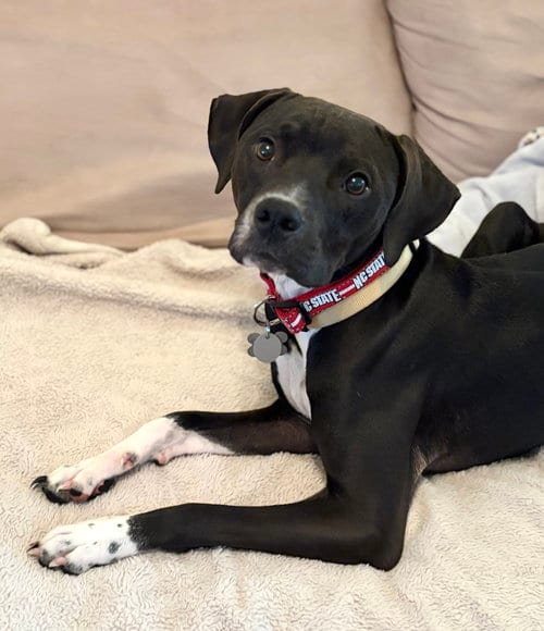 Photo of Zeus, adoptable Boxer in Holly Springs, North Carolina