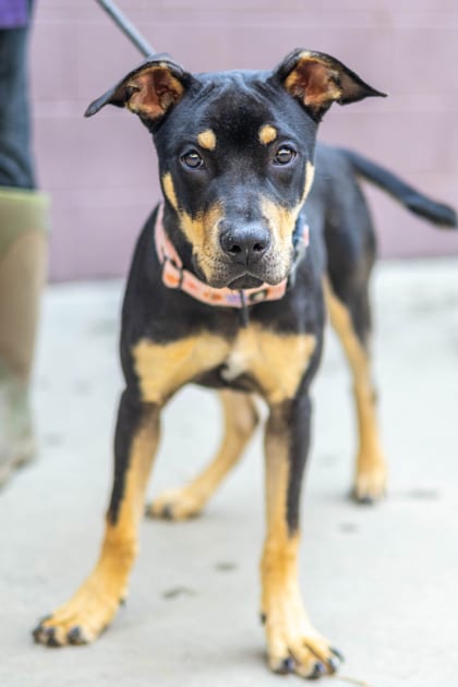 Photo of Marjoram, adoptable dog in Chamblee, Georgia