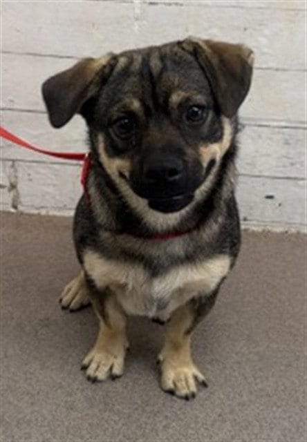 Photo of Chorizo, adoptable Papillon in San Bernardino, California