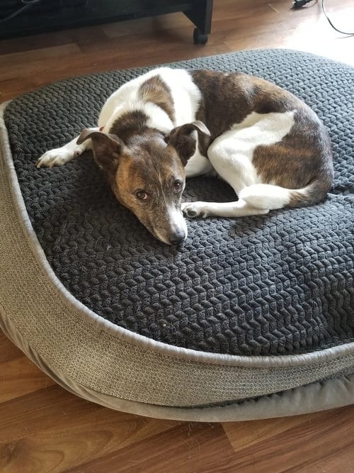 Photo of Pixie, adoptable Jack Russell Terrier in Mount Laurel, New Jersey