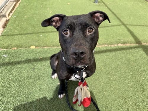 Photo of Orchard, adoptable American Pit Bull Terrier in Phoenix, Arizona