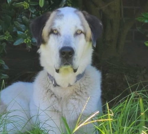 Photo of Rex - Jamestown Ky, adoptable Anatolian Shepherd in Alvin, Texas
