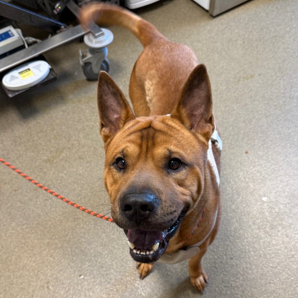 Photo of Kuma, adoptable Chow Chow / Chinese Shar-Pei in Council Bluffs, Iowa