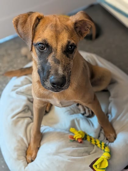 Photo of Wile E. Coyote, adoptable Shepherd in New Orleans, Louisiana