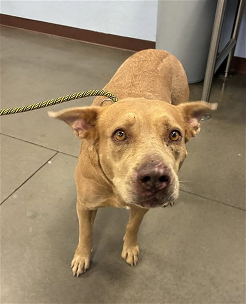 Photo of Donna, adoptable American Pit Bull Terrier in Phoenix, Arizona