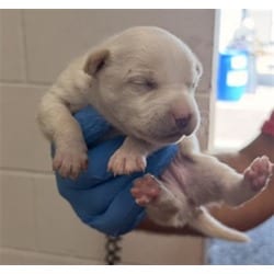 Photo of Sofia, adoptable Chihuahua in San Bernardino, California