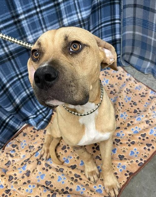 Photo of Bubbie, adoptable Staffordshire Bull Terrier in Rosenberg, Texas
