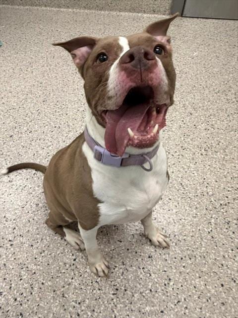 Photo of Rosa, adoptable Pit Bull Terrier in Brighton, Colorado