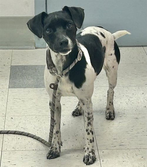 Photo of Sky, adoptable Rat Terrier in Salinas, California