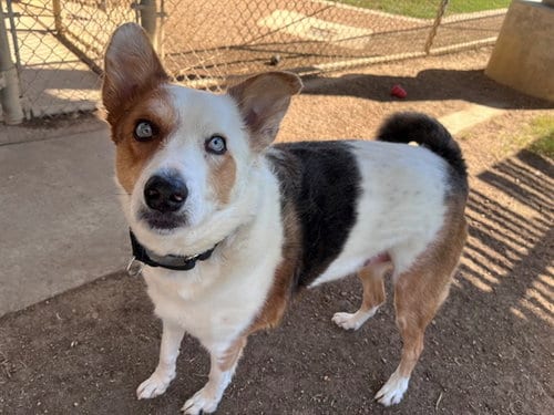 Photo of Zeus, adoptable Border Collie in Plano, Texas