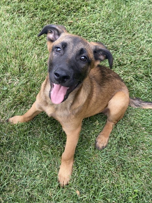 Photo of Buster, adoptable Shepherd in Hillsboro, Missouri