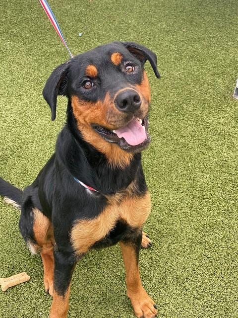 Photo of Isabella, adoptable Rottweiler in Fayetteville, North Carolina