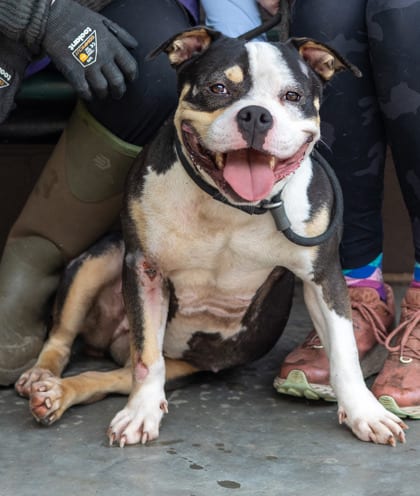 Photo of Rainbow Sprinkles, adoptable dog in Chamblee, Georgia