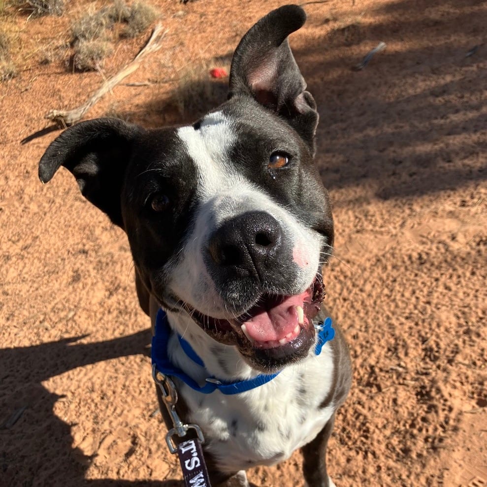 Photo of Nike, adoptable Terrier, Pit Bull / Mix in Kanab, Utah