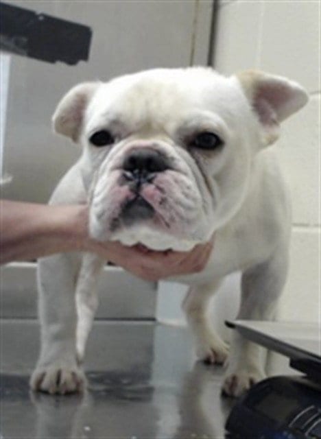 Photo of A434902, adoptable French Bulldog in Fayetteville, North Carolina