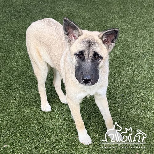 Photo of Athena, adoptable Akita in Irvine, California