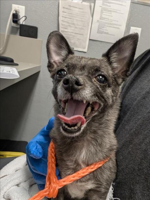 Photo of Bambi, adoptable Chihuahua in Las Vegas, Nevada