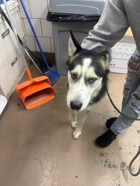 Photo of Rocky, adoptable Siberian Husky in Chicago, Illinois