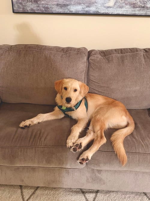 Photo of Fred, adoptable Labrador Retriever in St. Louis Park, Minnesota