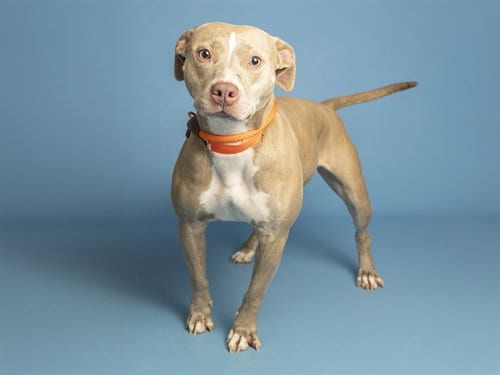 Photo of Nala, adoptable American Pit Bull Terrier in Phoenix, Arizona