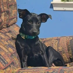 Photo of Reese, adoptable Mixed Breed (Medium) in Frederick, Maryland