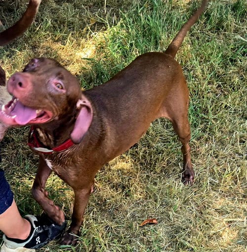 Photo of Hazelnut, adoptable Labrador Retriever in Jackson, Mississippi