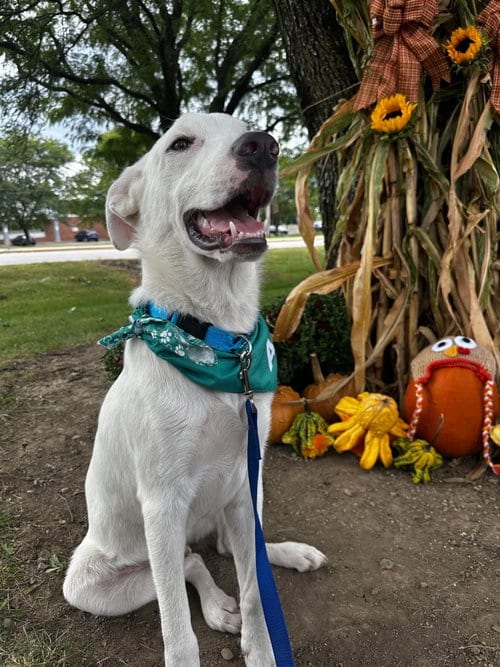 Photo of Jamie, adoptable Labrador Retriever in Germantown, Ohio