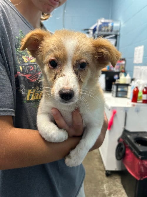 Photo of Gummy, adoptable Collie in Evansville, Indiana