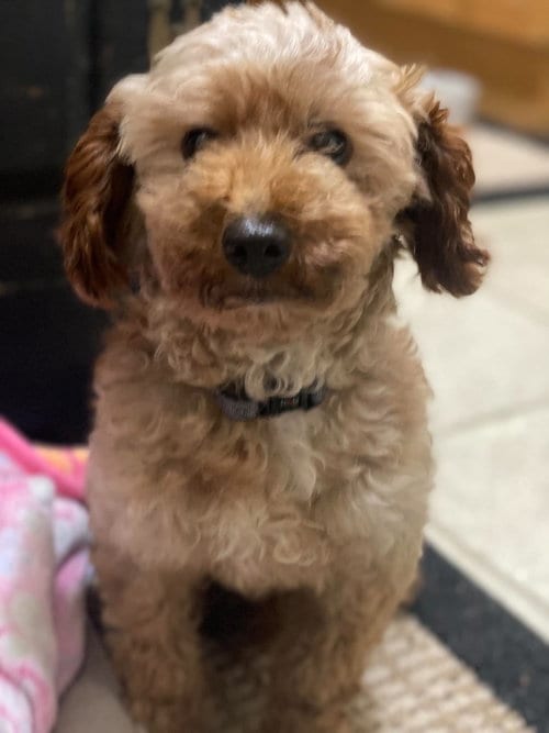 Photo of Boyd Ted E Bear, adoptable Poodle (Toy) in Lewistown, Pennsylvania