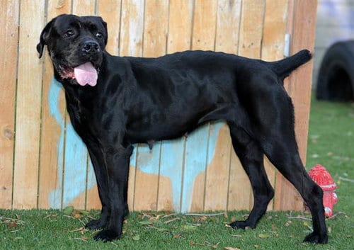 Photo of Beyonce, adoptable American Bulldog in West Valley, Utah