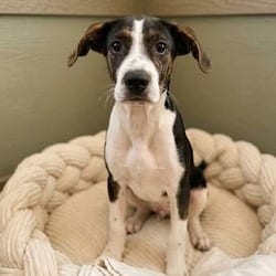 Photo of Ribeye, adoptable Mixed Breed (Medium) in Frederick, Maryland