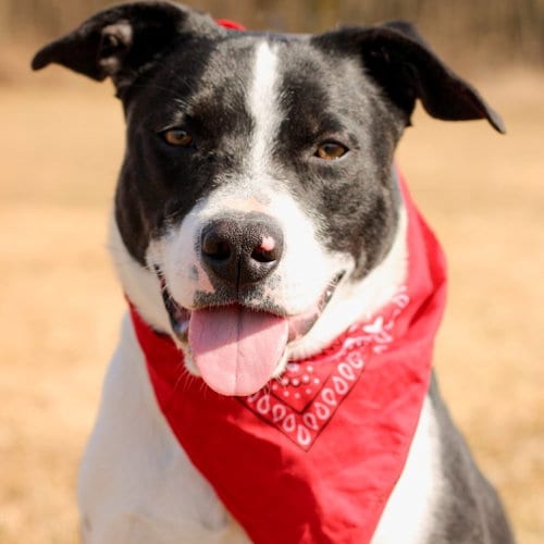 Photo of Stash, adoptable Border Collie in East Smithfield, Pennsylvania