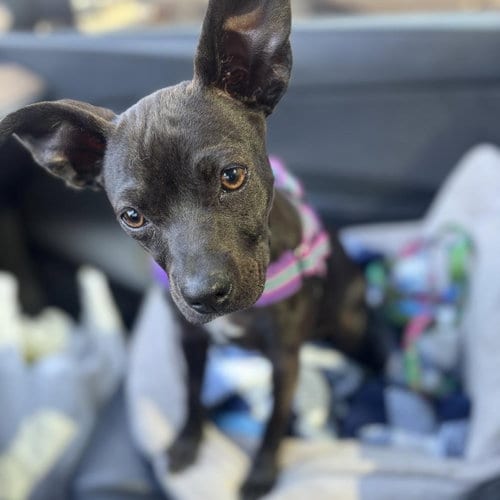 Photo of Raisin, adoptable Boston Terrier in Hayward, California