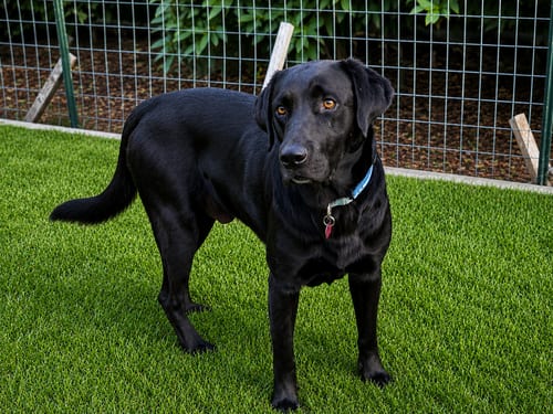 Photo of Bogey, adoptable Labrador Retriever in Clovis, California