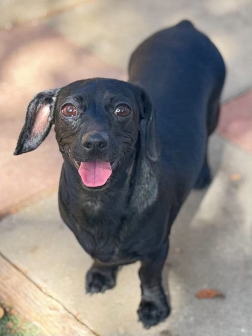Photo of Raven, adoptable Dachshund in La Verne, California