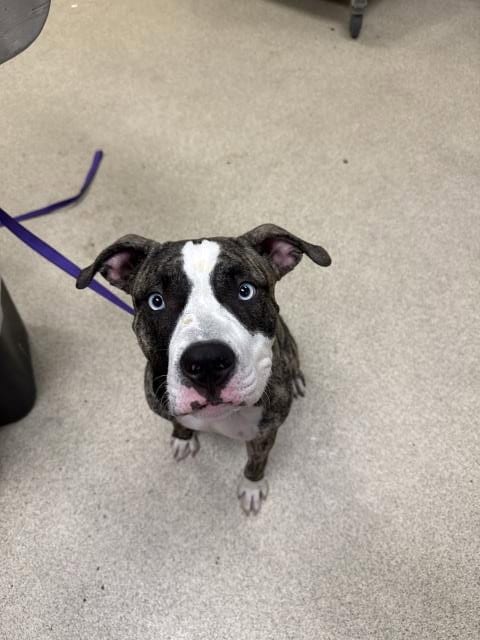 Photo of Sinatra, adoptable Pit Bull Terrier in Riverside, California