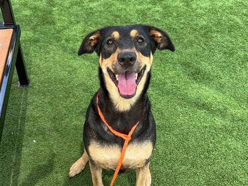 Photo of Lyric, adoptable Doberman Pinscher in Orange, California