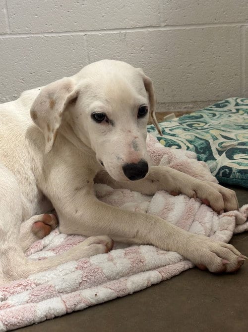Photo of Casper, adoptable Dalmatian in Newcastle, Oklahoma