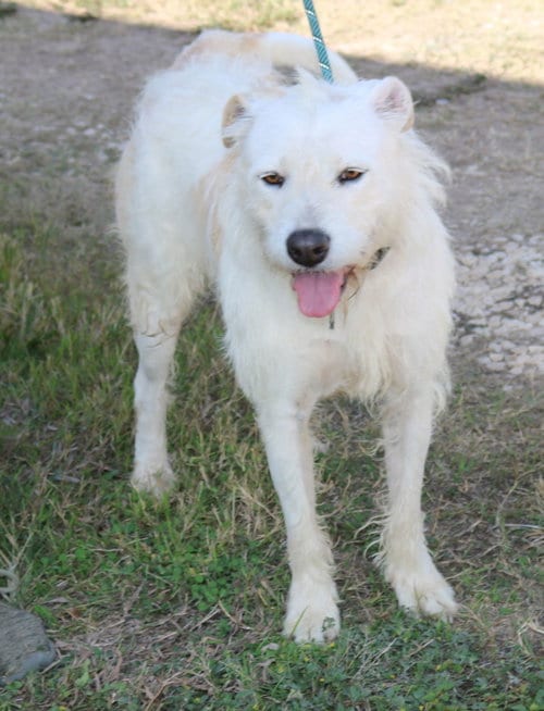 Photo of Jazz, adoptable Irish Terrier in Bandera, Texas