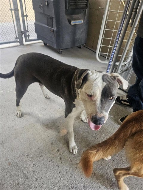 Photo of Bella, adoptable Pit Bull Terrier in Bakersfield, California