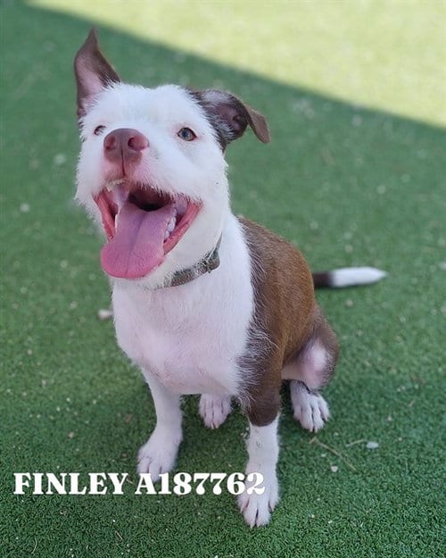 Photo of Finley, adoptable Parson Russell Terrier in Pasadena, Texas