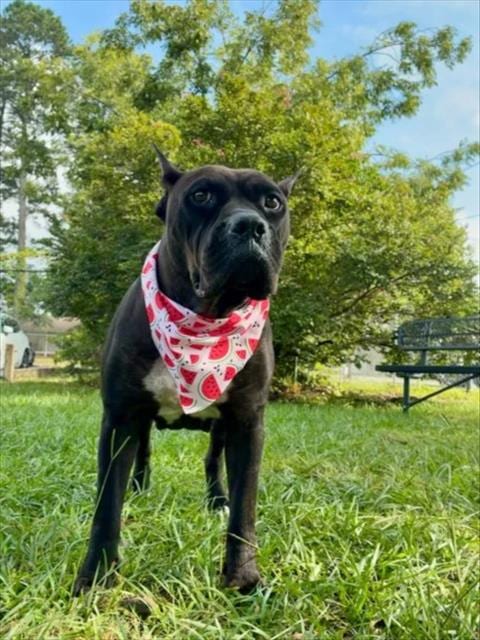 Photo of Glo, adoptable Cane Corso Mastiff in Wilmington, North Carolina