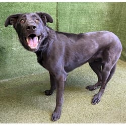 Photo of Rayven, adoptable German Shepherd Dog Labrador Retriever in Lancaster, California