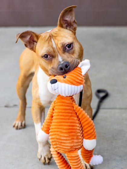 Photo of Shorty Short- IN FOSTER, adoptable dog in Chamblee, Georgia