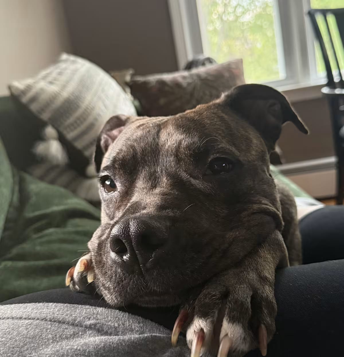Photo of Summer, adoptable American Pit Bull Terrier in Wolcott, Connecticut