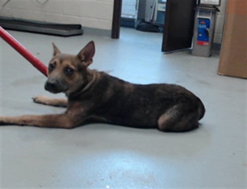 Photo of Charisma, adoptable German Shepherd Dog in Fayetteville, North Carolina