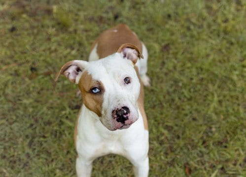 Photo of Pluto, adoptable Unknown breed in Durham, North Carolina