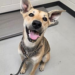 Photo of Dream / Macy, adoptable Shepherd (Unknown Type) Hound (Unknown Type) in Greeneville, Tennessee