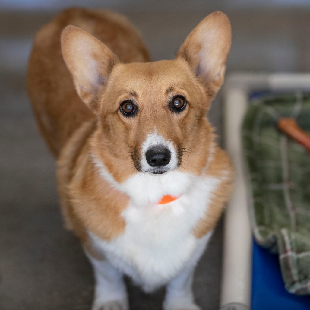 Photo of Sarah (S26-119), adoptable Corgi, Pembroke Welsh in Colorado Springs, Colorado