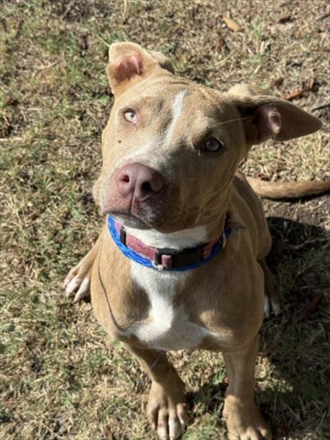 Photo of Ruby, adoptable Pit Bull Terrier in Killeen, Texas